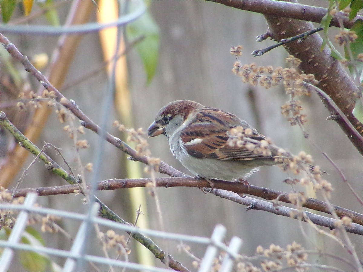 Gorrión Común - ML646248307