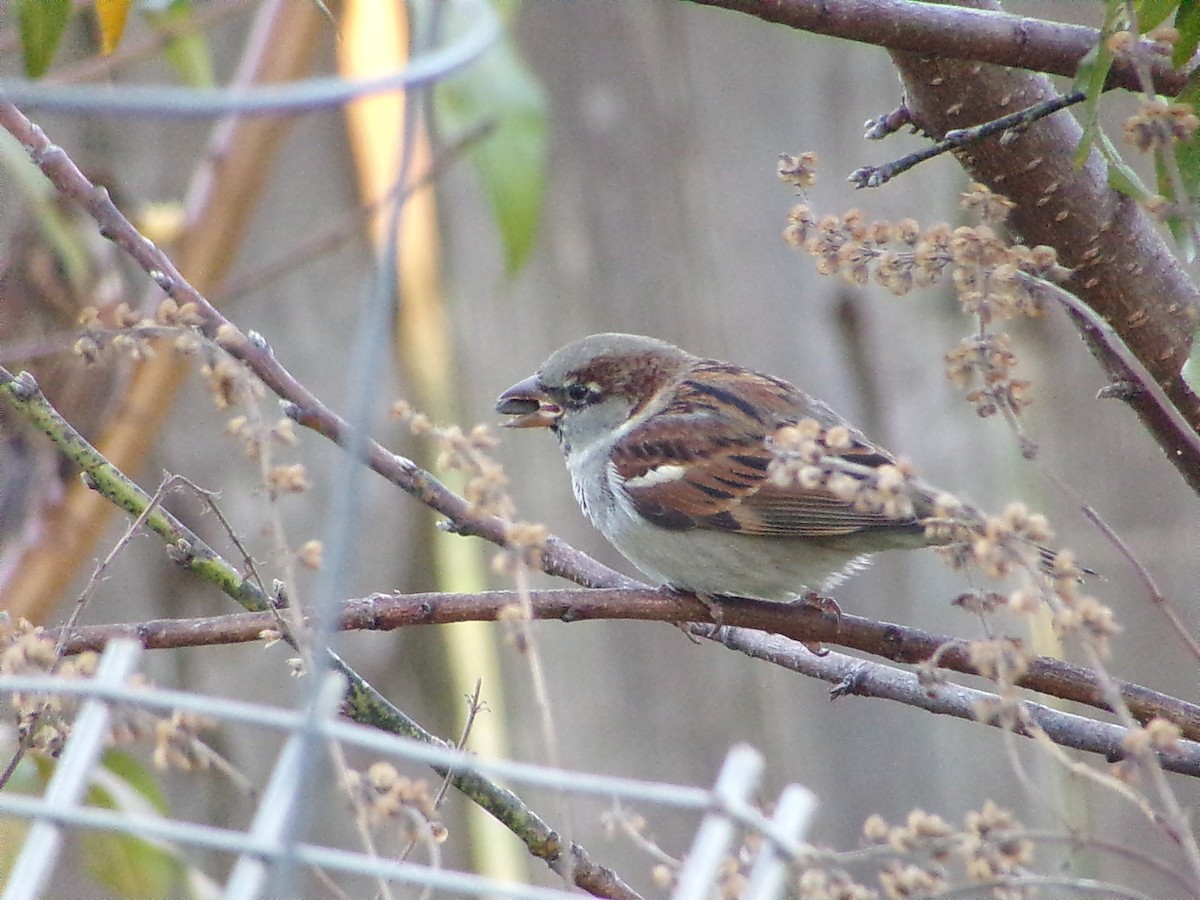 Gorrión Común - ML646248308