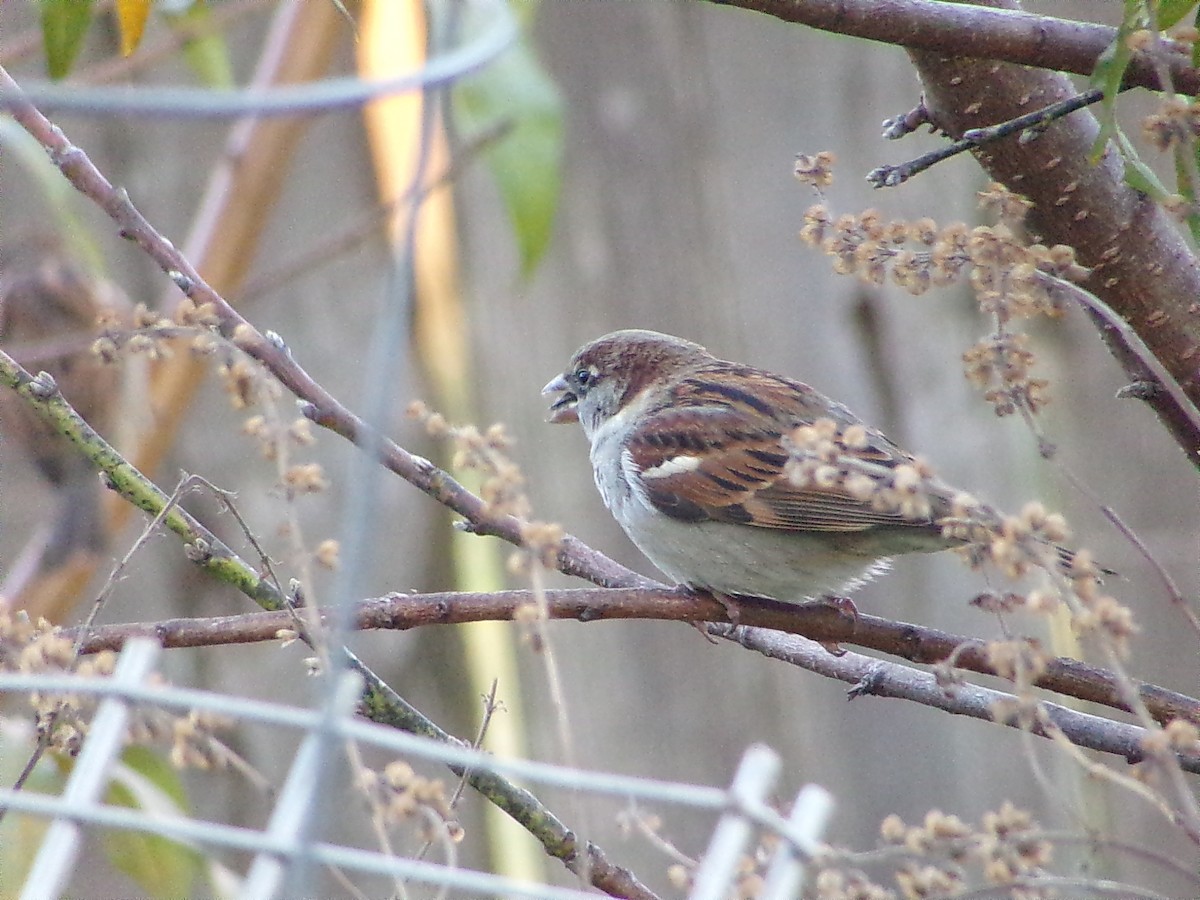 Gorrión Común - ML646248309