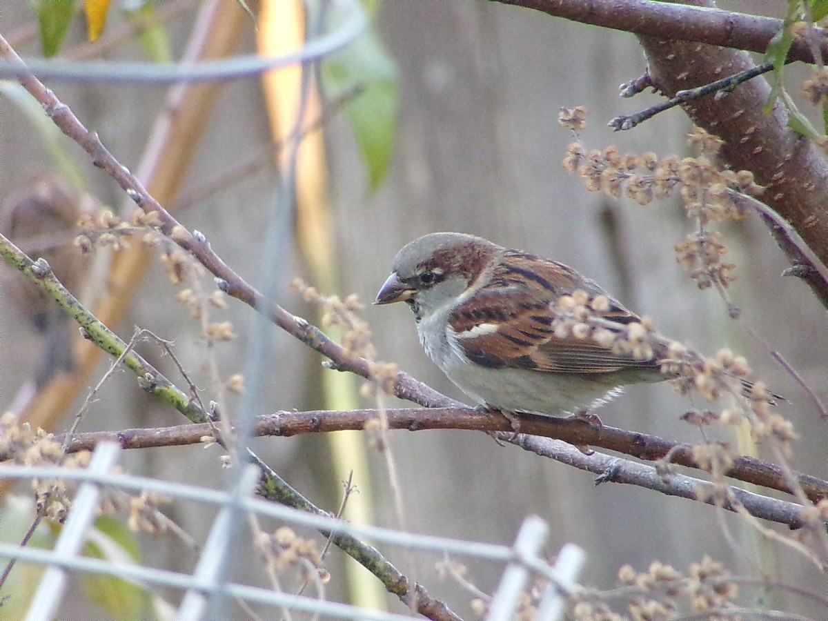 Gorrión Común - ML646248310