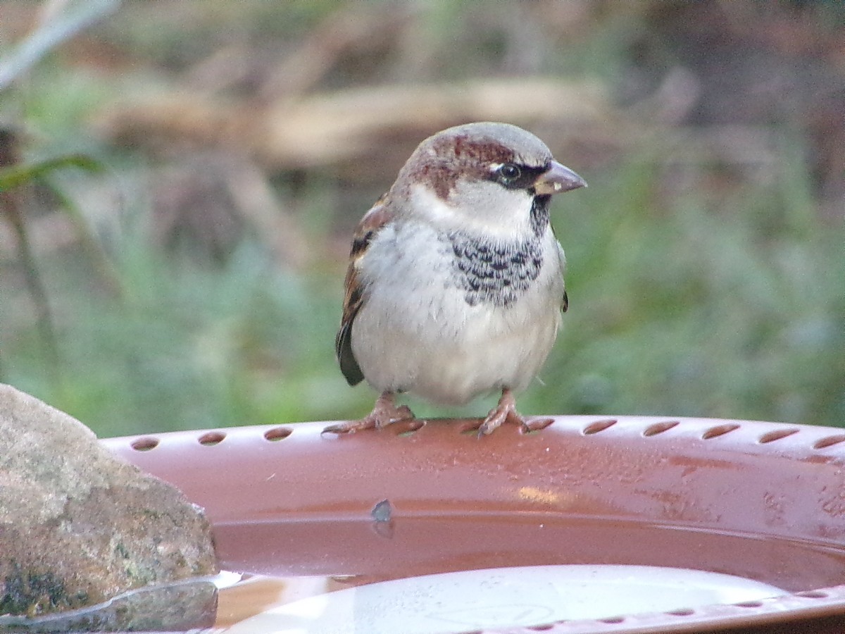 Gorrión Común - ML646248311