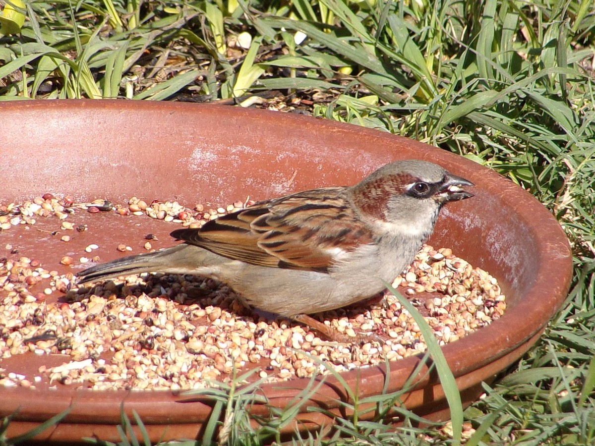 Gorrión Común - ML646248312