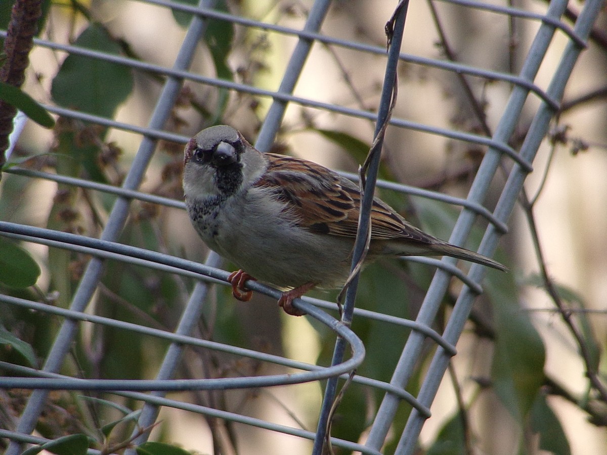 Gorrión Común - ML646248313