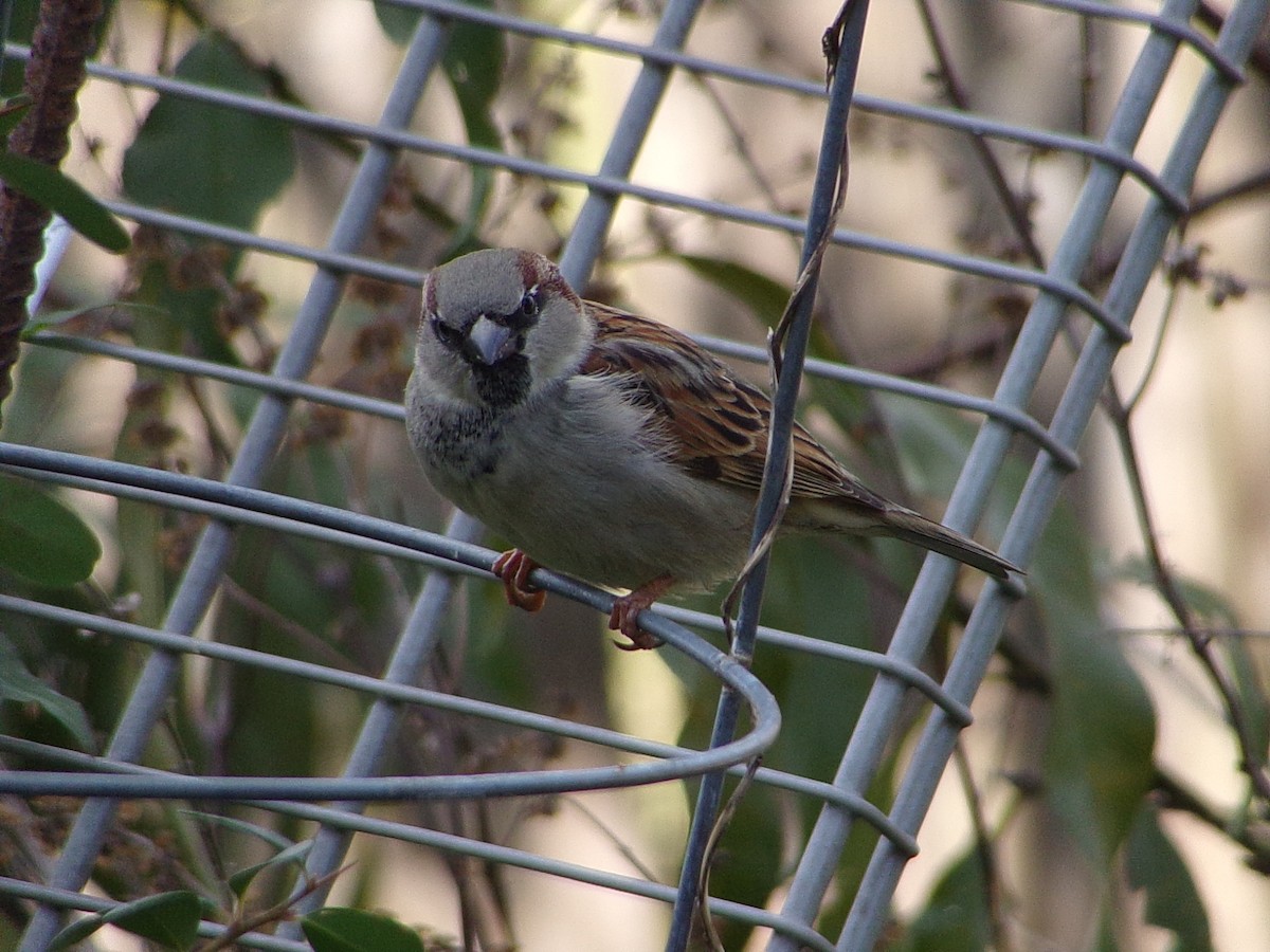 Gorrión Común - ML646248314