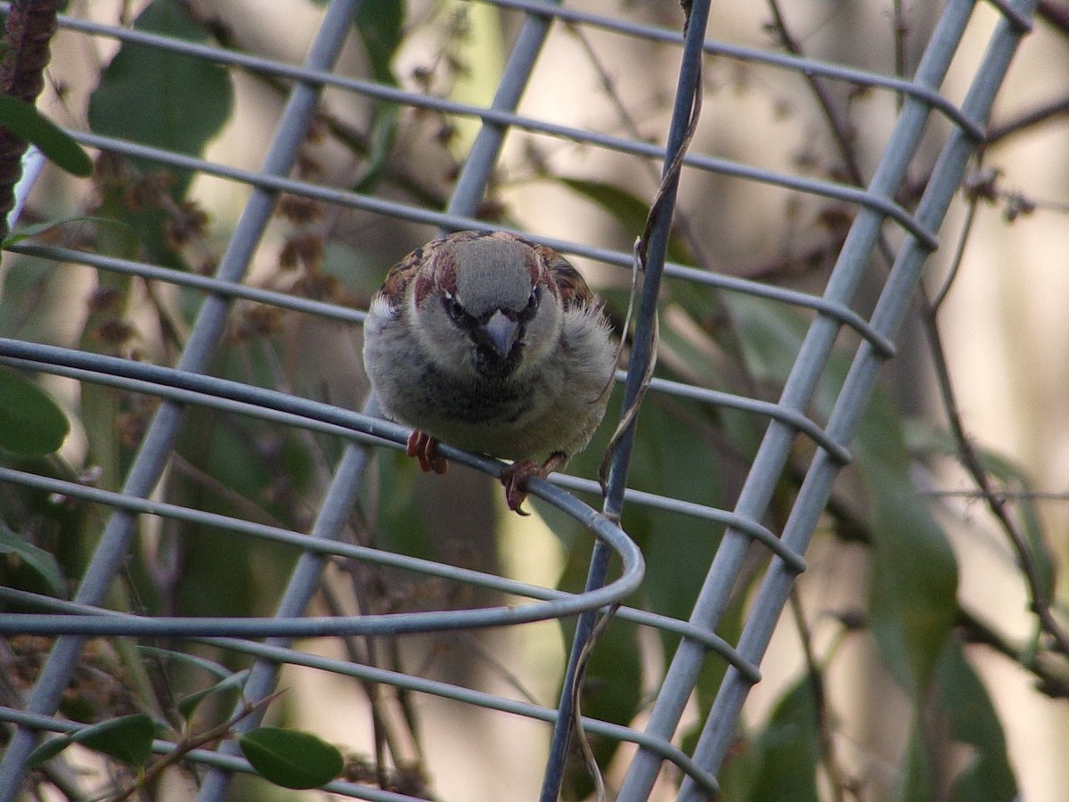Gorrión Común - ML646248315