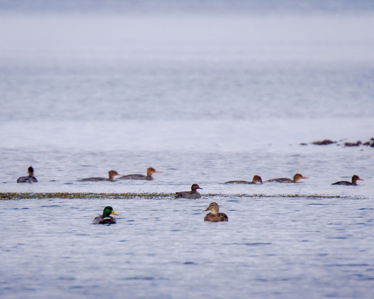 Green-winged Teal - ML646248319