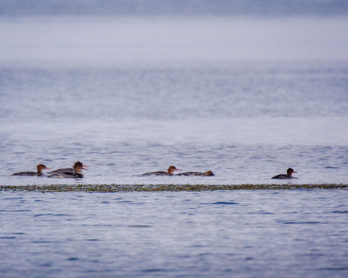Red-breasted Merganser - ML646248326