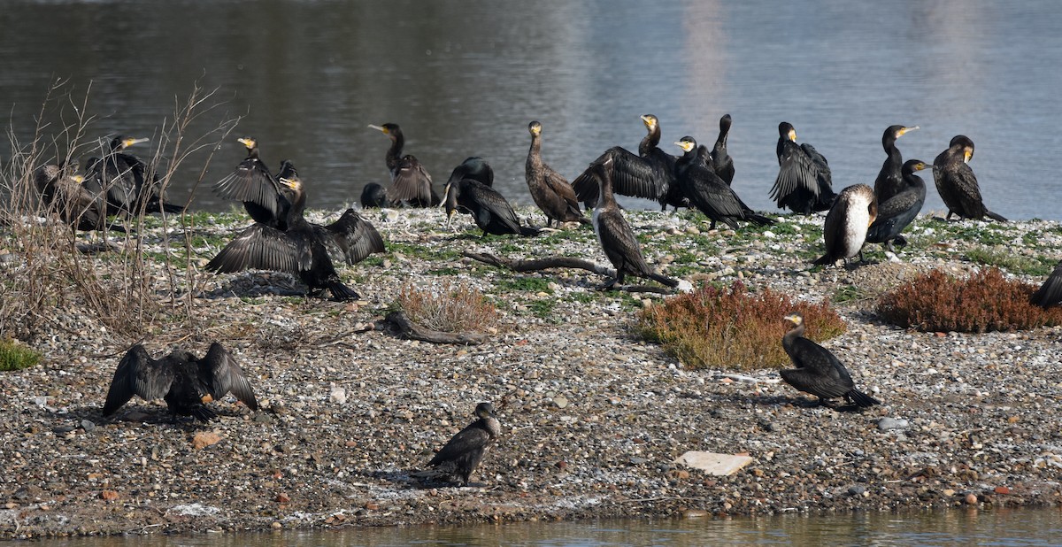 kormorán velký - ML646248355