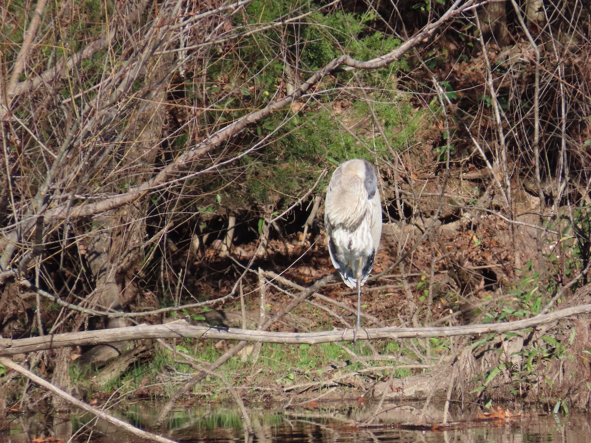 Great Blue Heron - ML646248356