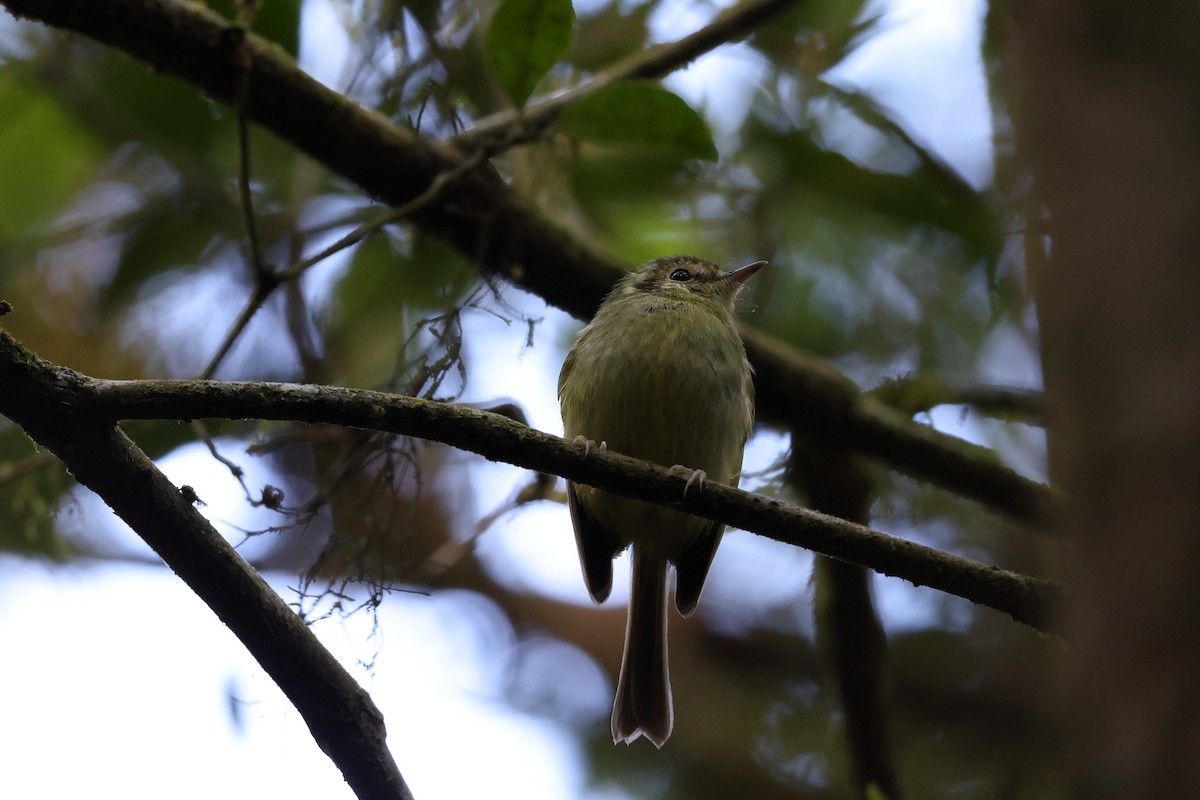 Sao Paulo Bristle-Tyrant - ML646248364