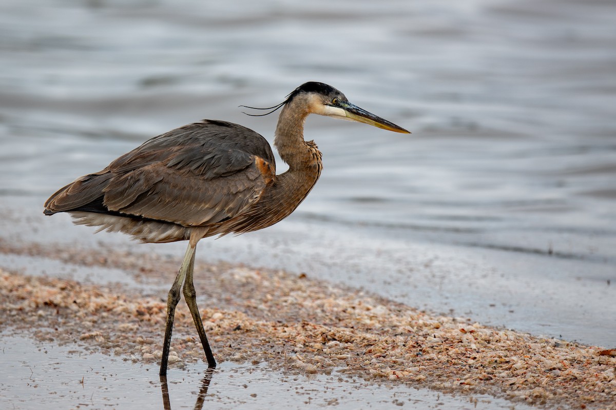 Great Blue Heron - ML646248365