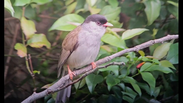 Bush Blackcap - ML646248372