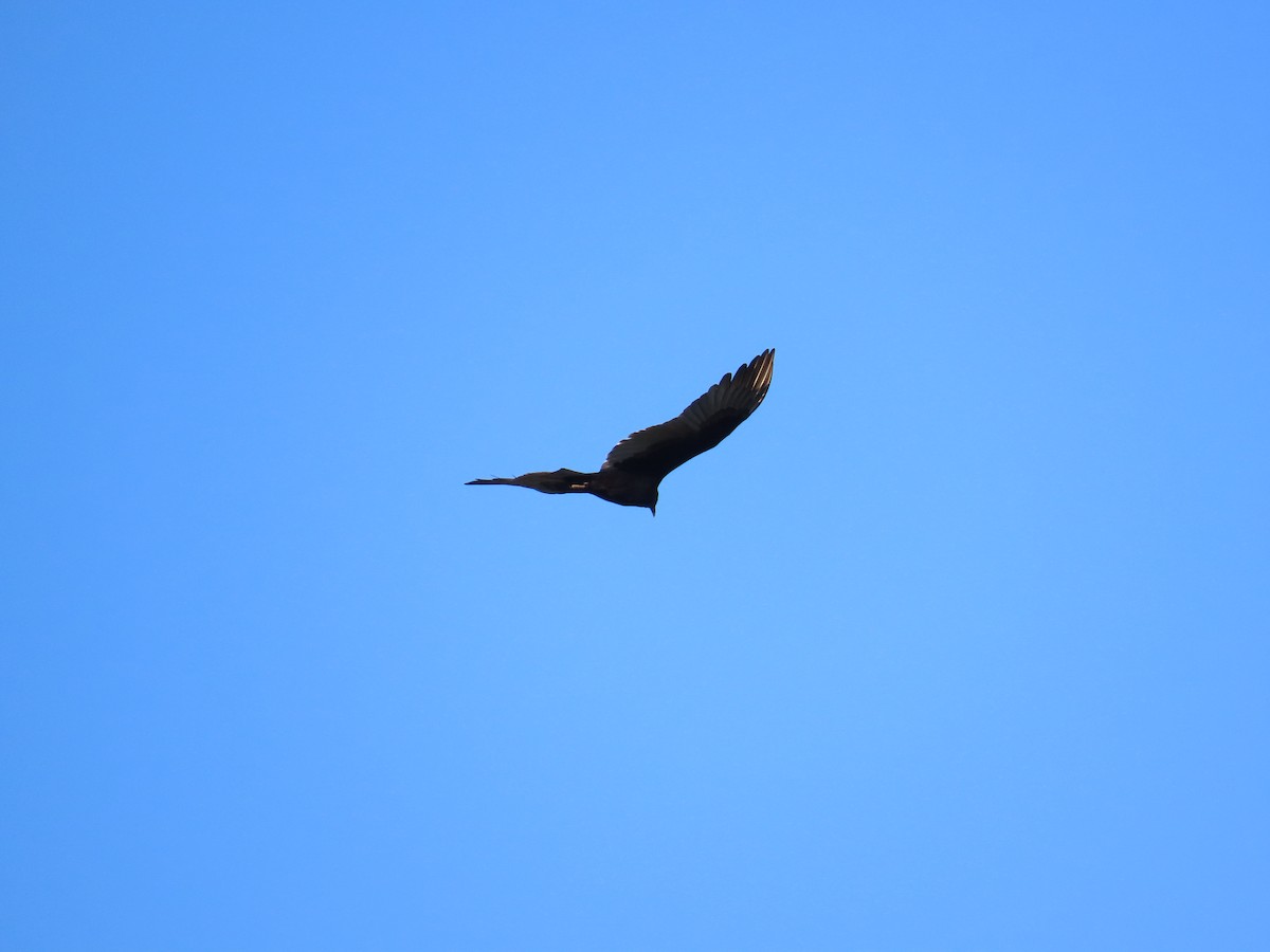Turkey Vulture - ML646248390