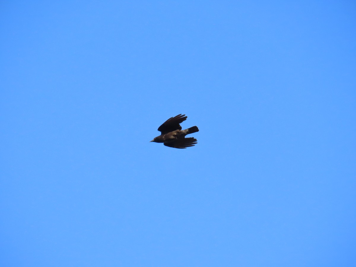 American Crow - ML646248393