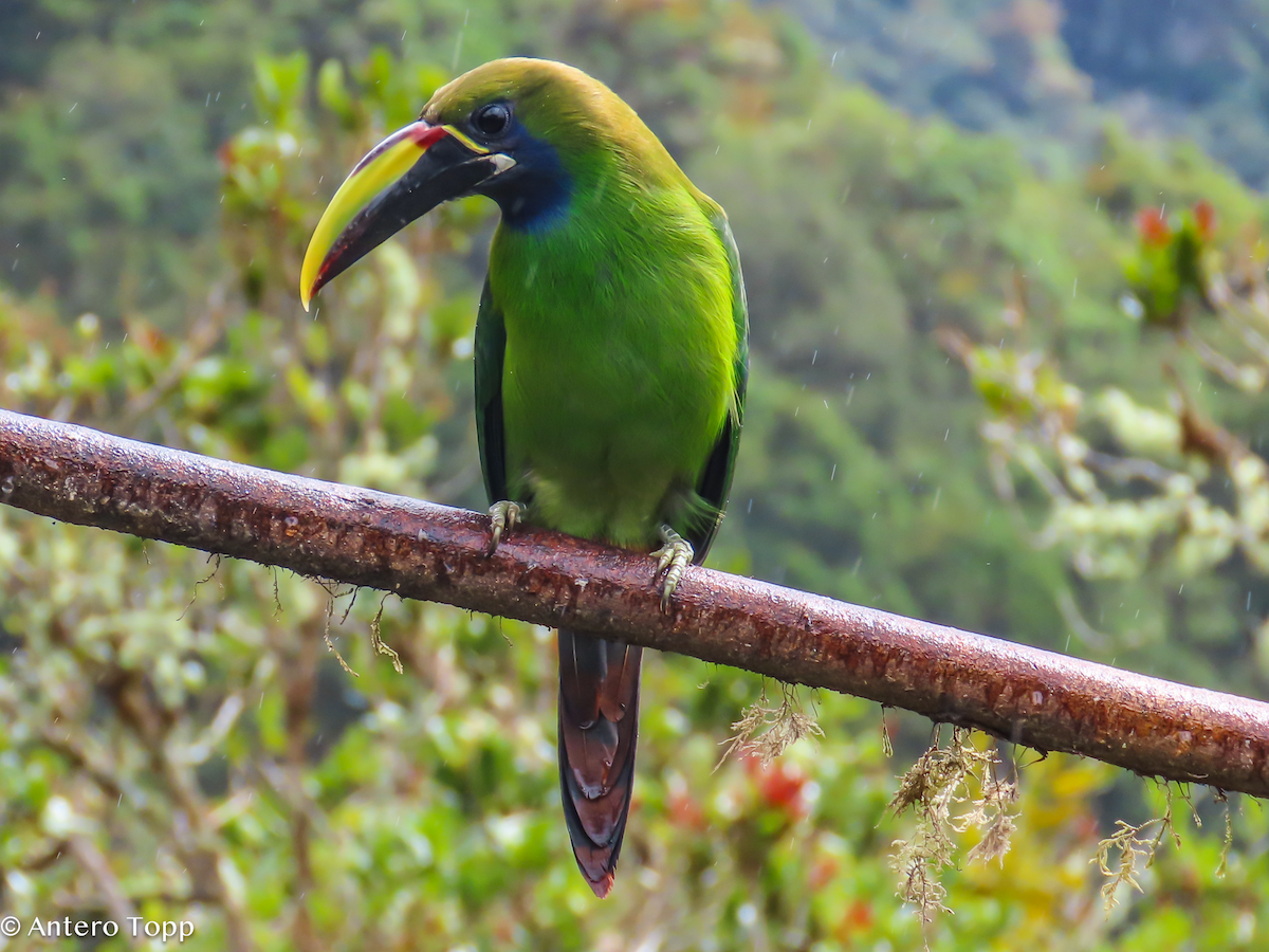 Northern Emerald-Toucanet - ML646248398