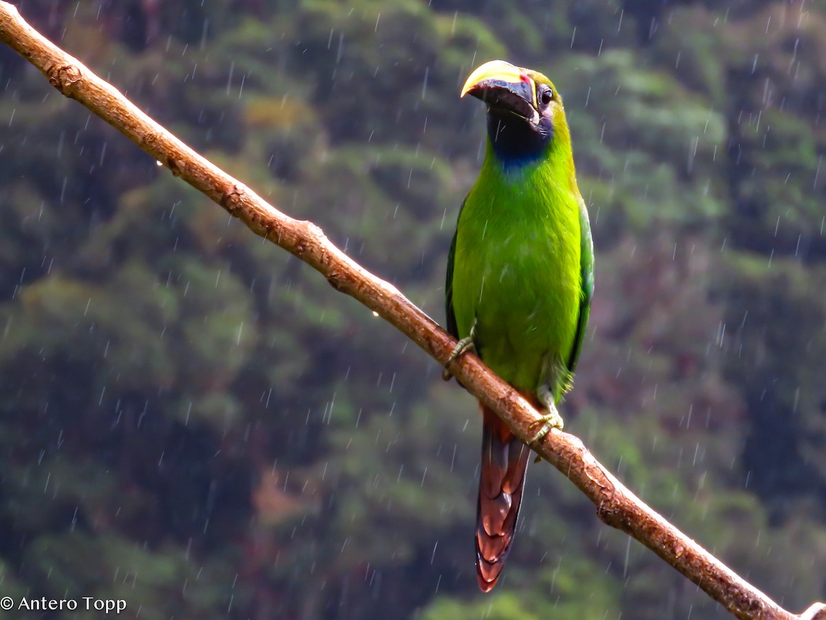 Northern Emerald-Toucanet - ML646248399