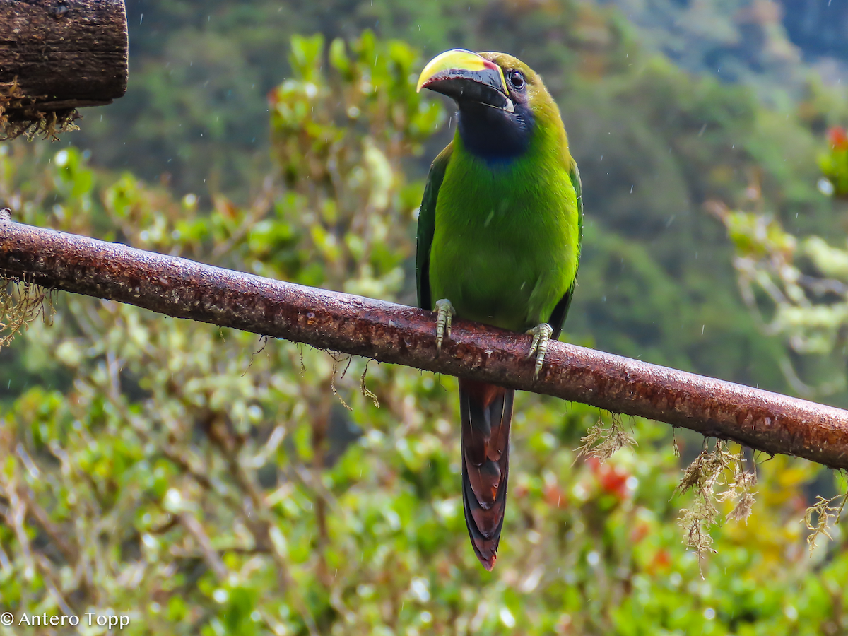 Northern Emerald-Toucanet - ML646248400
