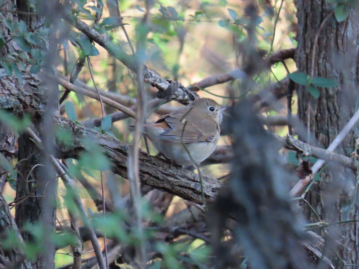 Hermit Thrush - ML646248402