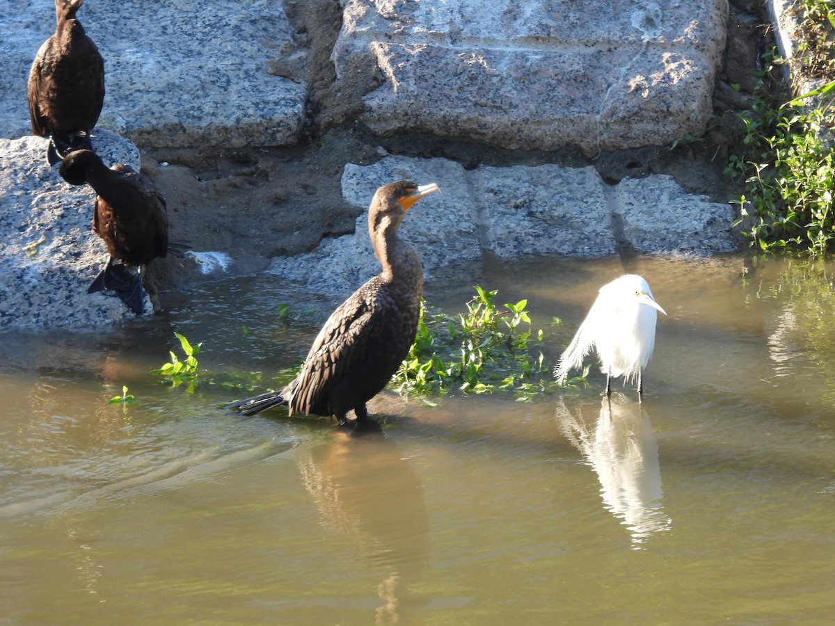 Cormoran à aigrettes - ML646248404