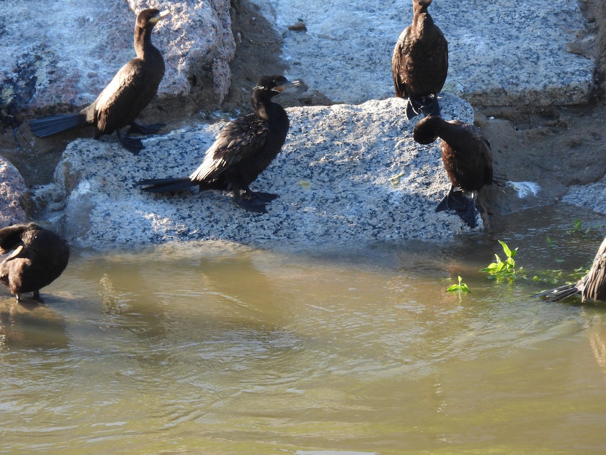 Neotropic Cormorant - ML646248408