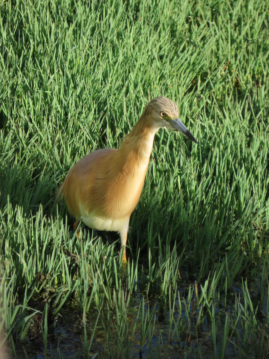 Alaca Balıkçıl - ML646248414