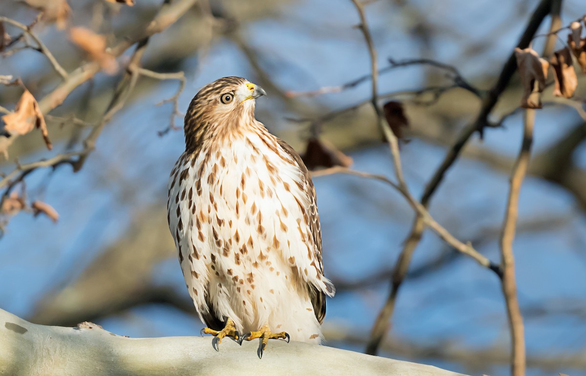 Red-shouldered Hawk - ML646248418