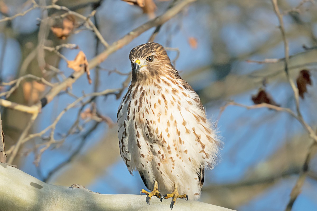 Red-shouldered Hawk - ML646248419
