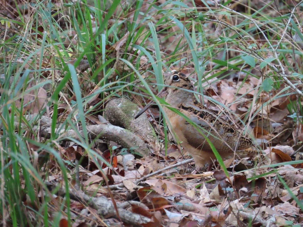 Kanadaschnepfe - ML646248420