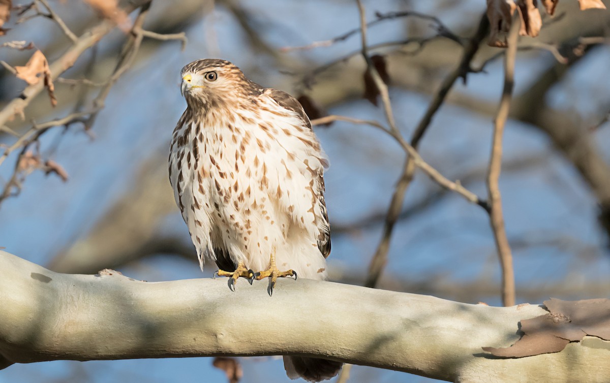 Red-shouldered Hawk - ML646248422