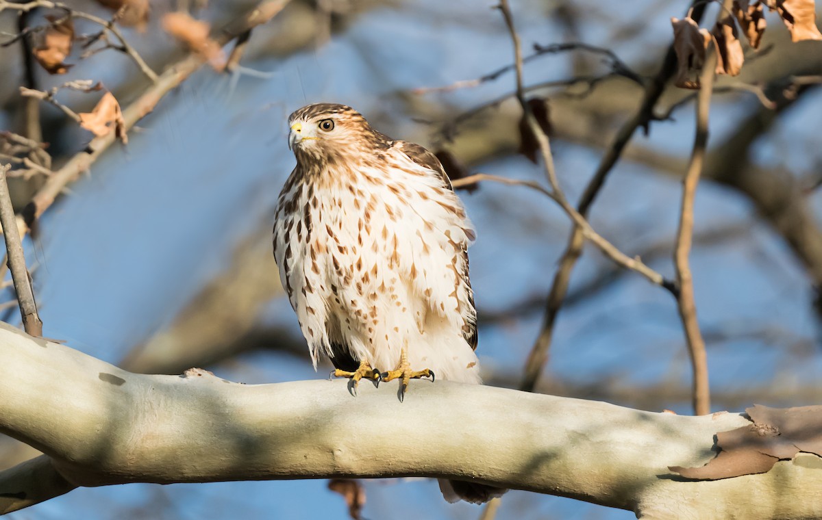 Red-shouldered Hawk - ML646248423
