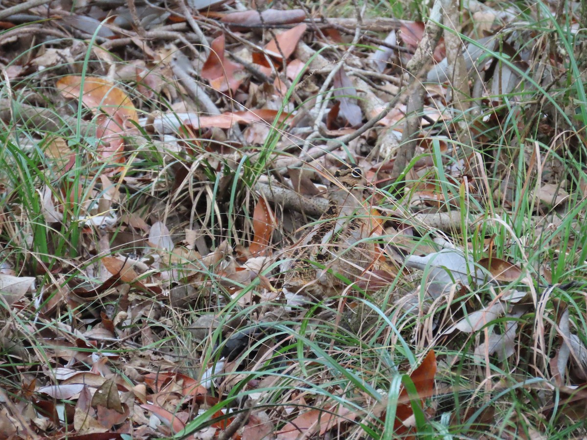 Kanadaschnepfe - ML646248434