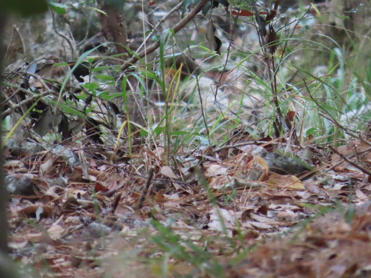 Kanadaschnepfe - ML646248435