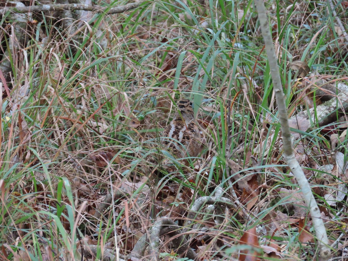 Kanadaschnepfe - ML646248440