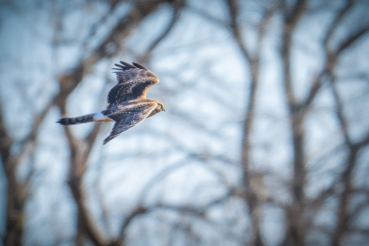 アメリカハイイロチュウヒ - ML646248441