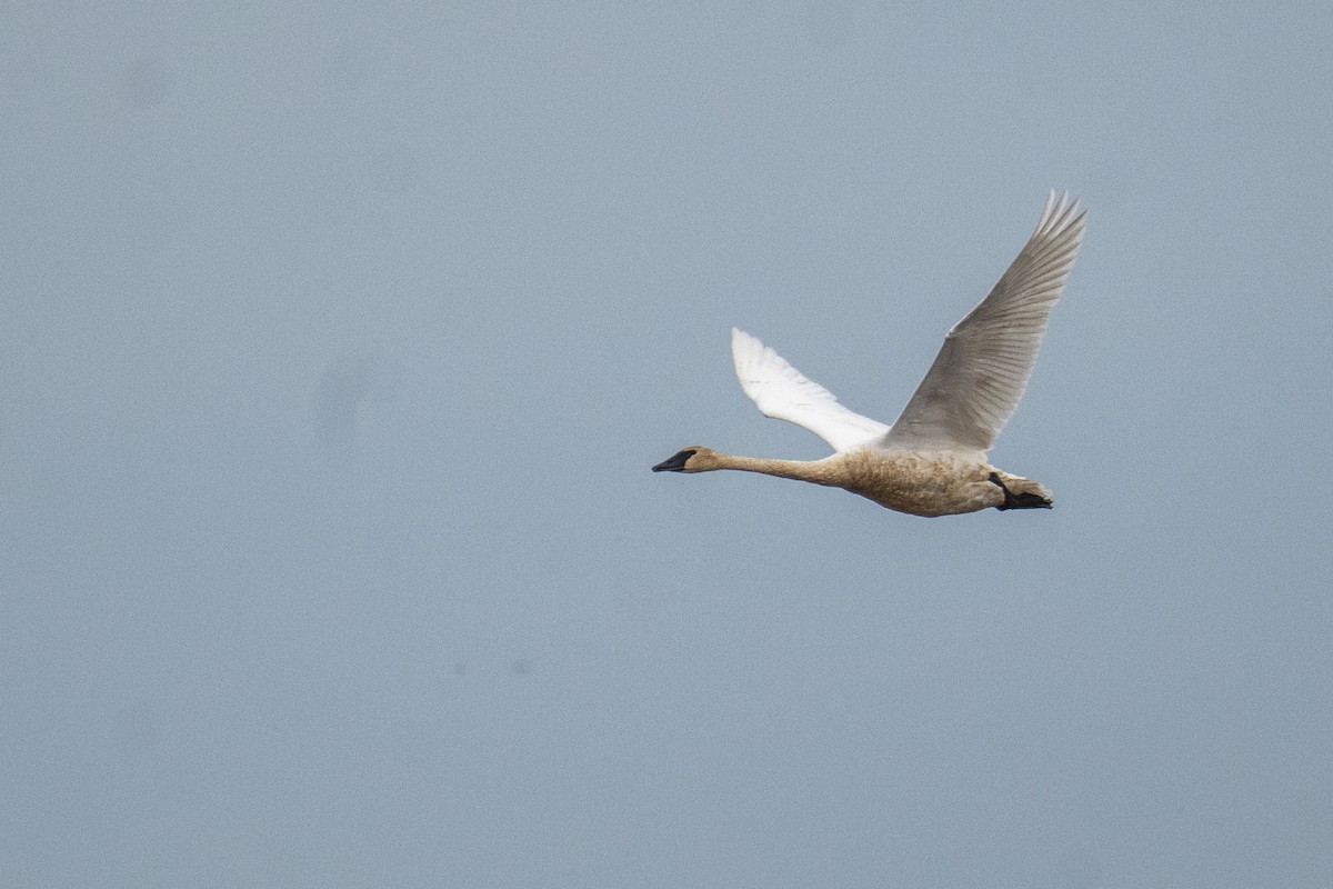 ナキハクチョウ - ML646248443