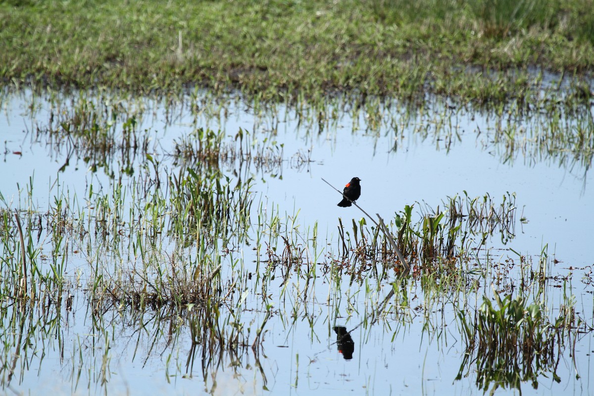 ハゴロモガラス - ML646248444