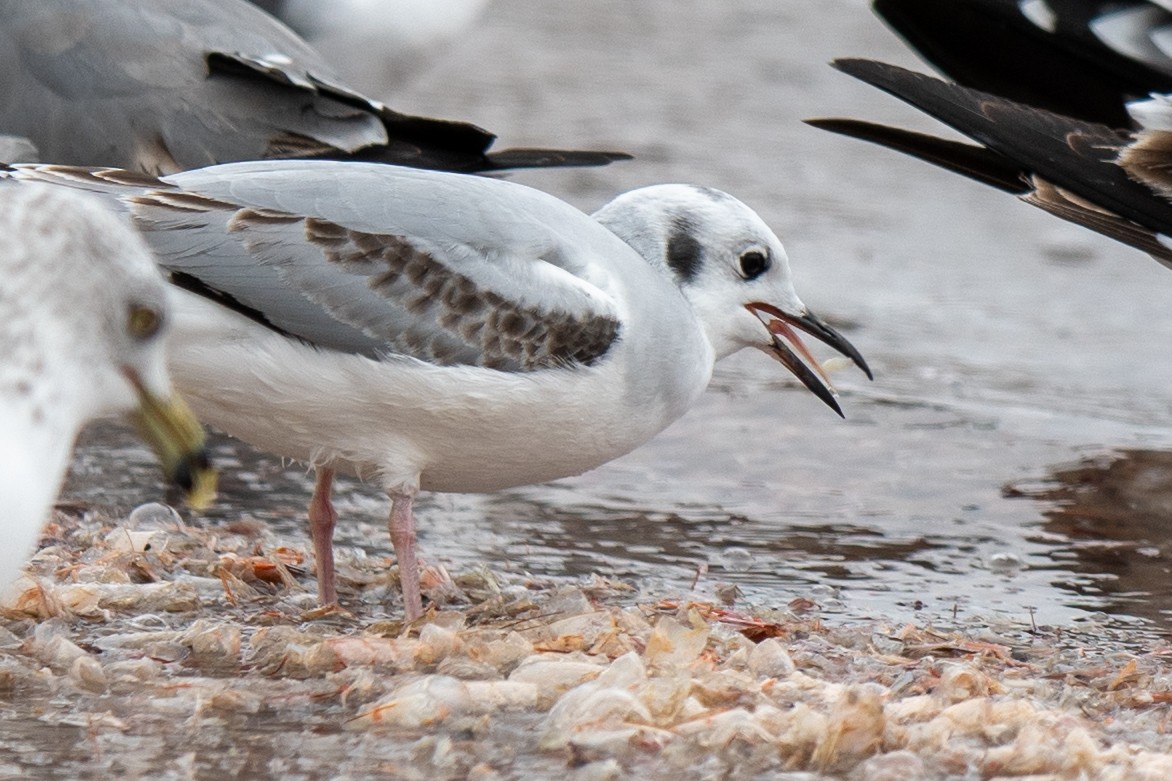 ボナパルトカモメ - ML646248445