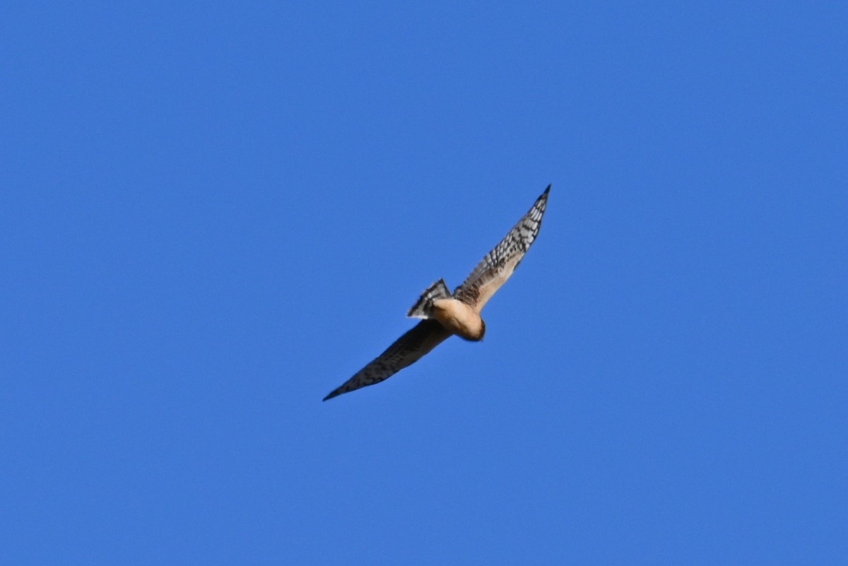 アメリカハイイロチュウヒ - ML646248446