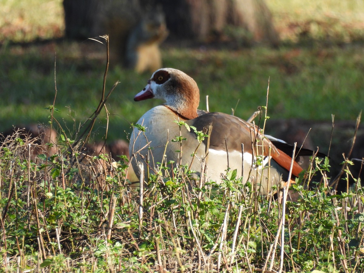 エジプトガン - ML646248449