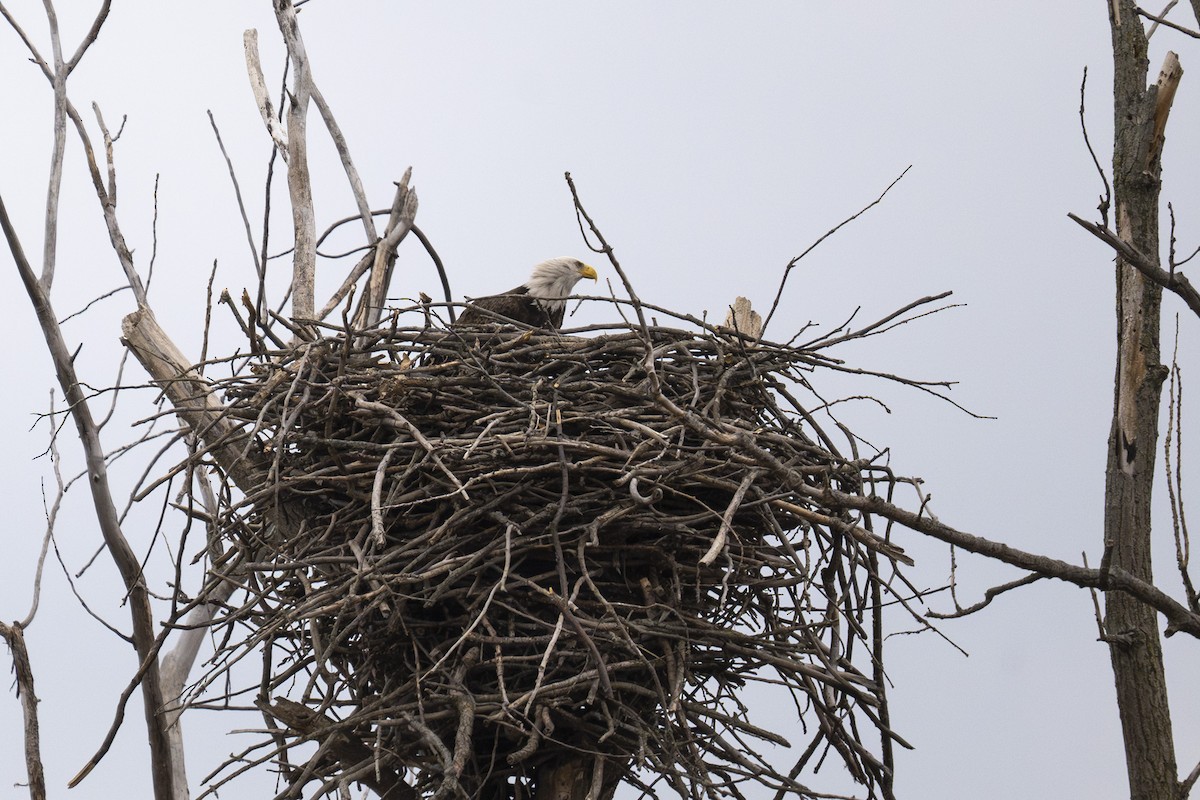 ハクトウワシ - ML646248450