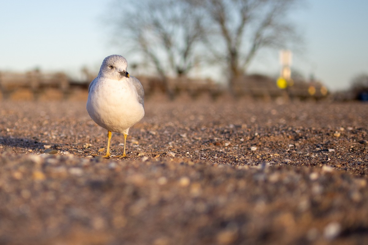 クロワカモメ - ML646248451