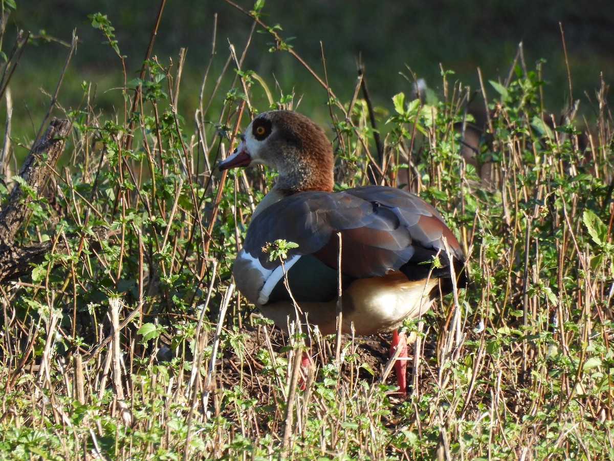 エジプトガン - ML646248452