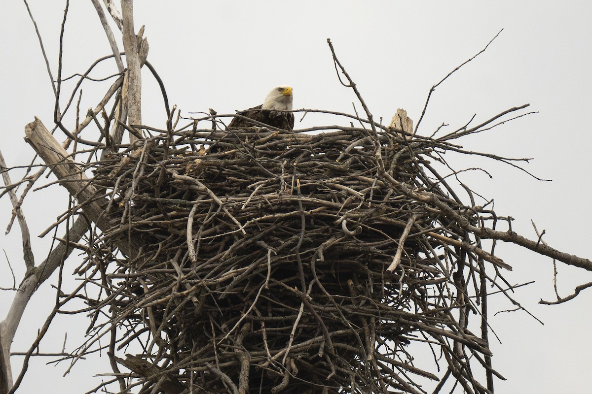 ハクトウワシ - ML646248453