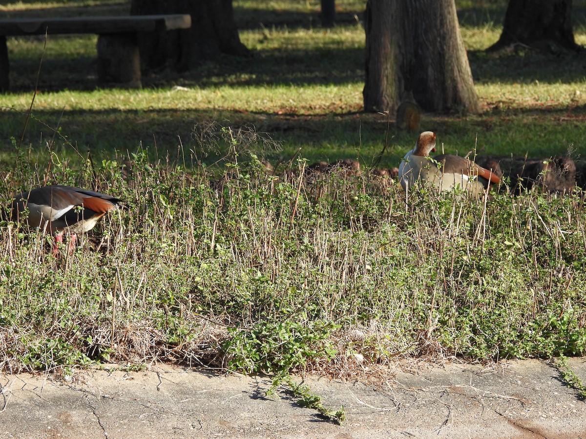 エジプトガン - ML646248454