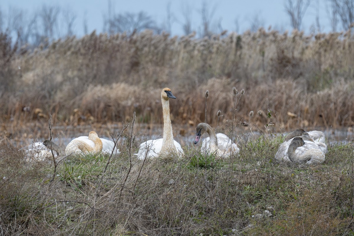 ナキハクチョウ - ML646248455