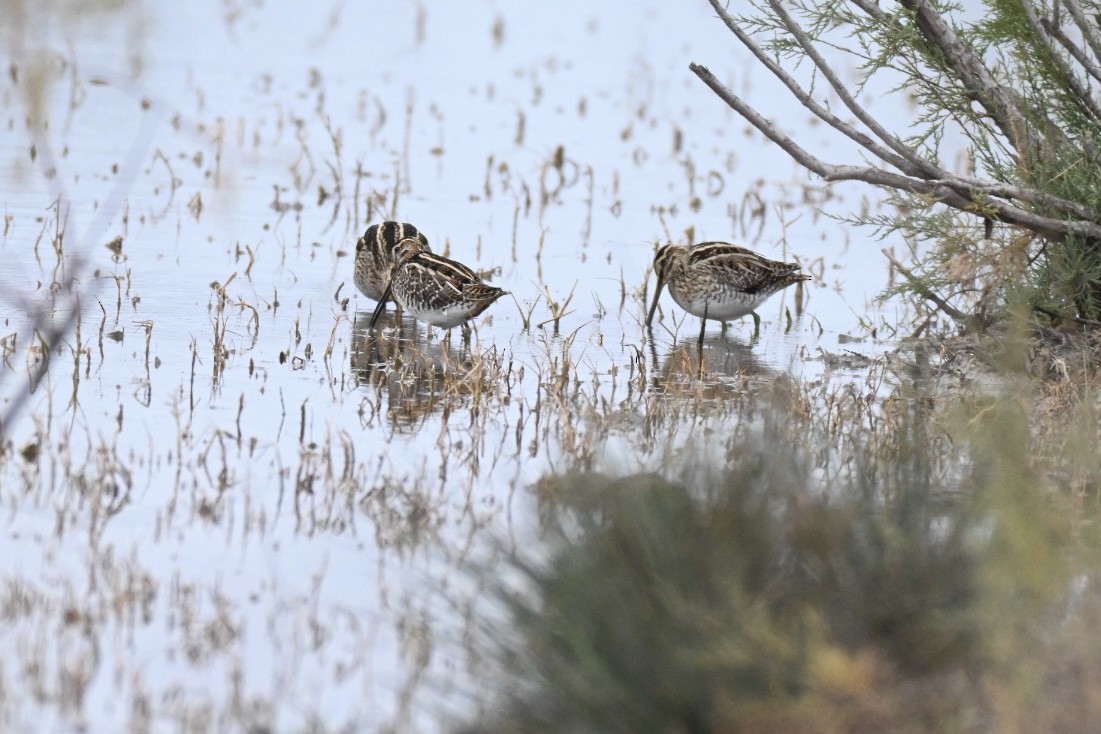タシギ - ML646248456