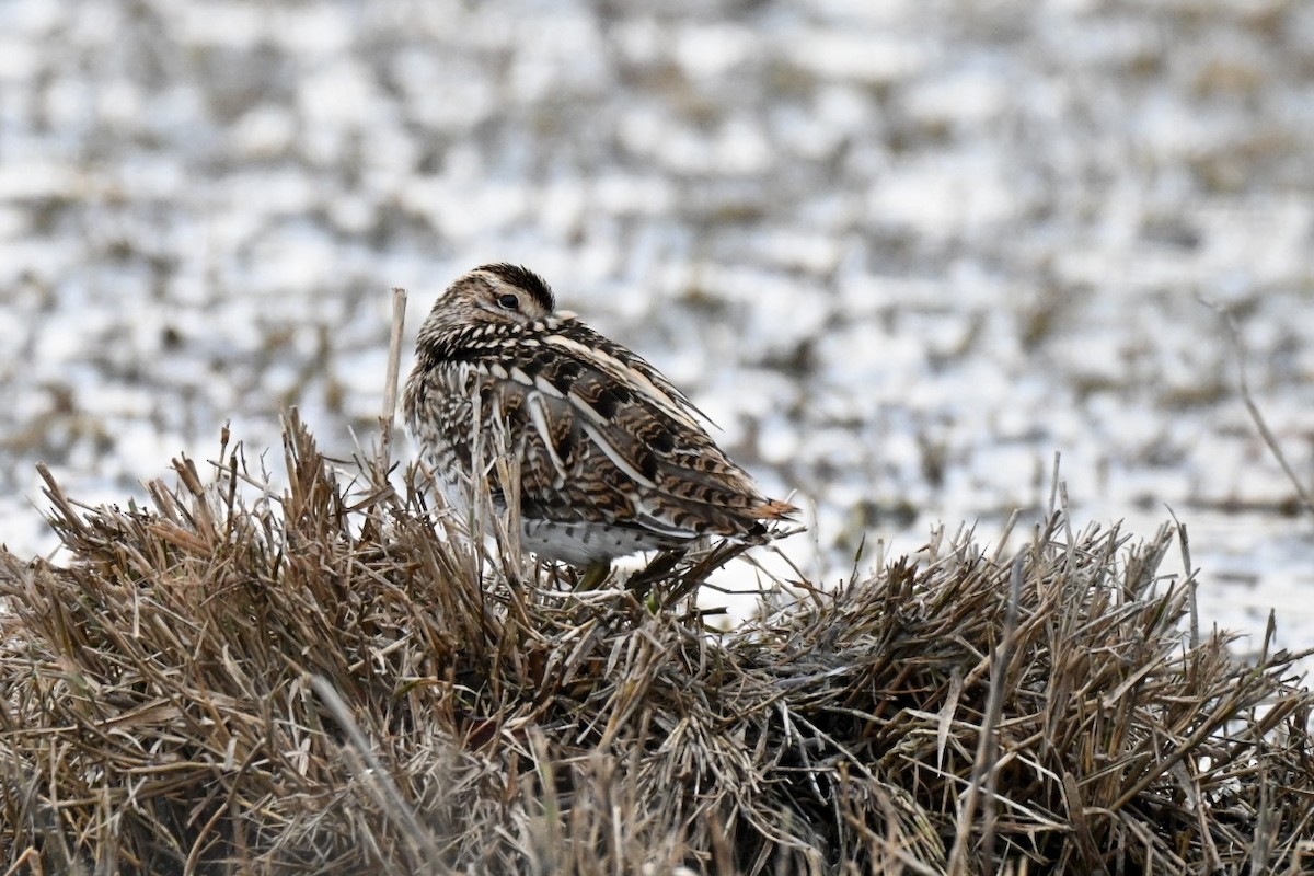タシギ - ML646248457
