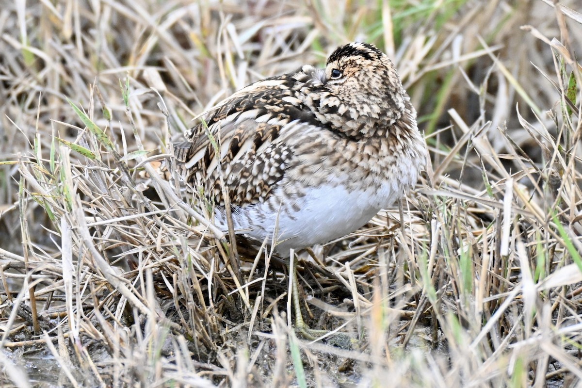 タシギ - ML646248458