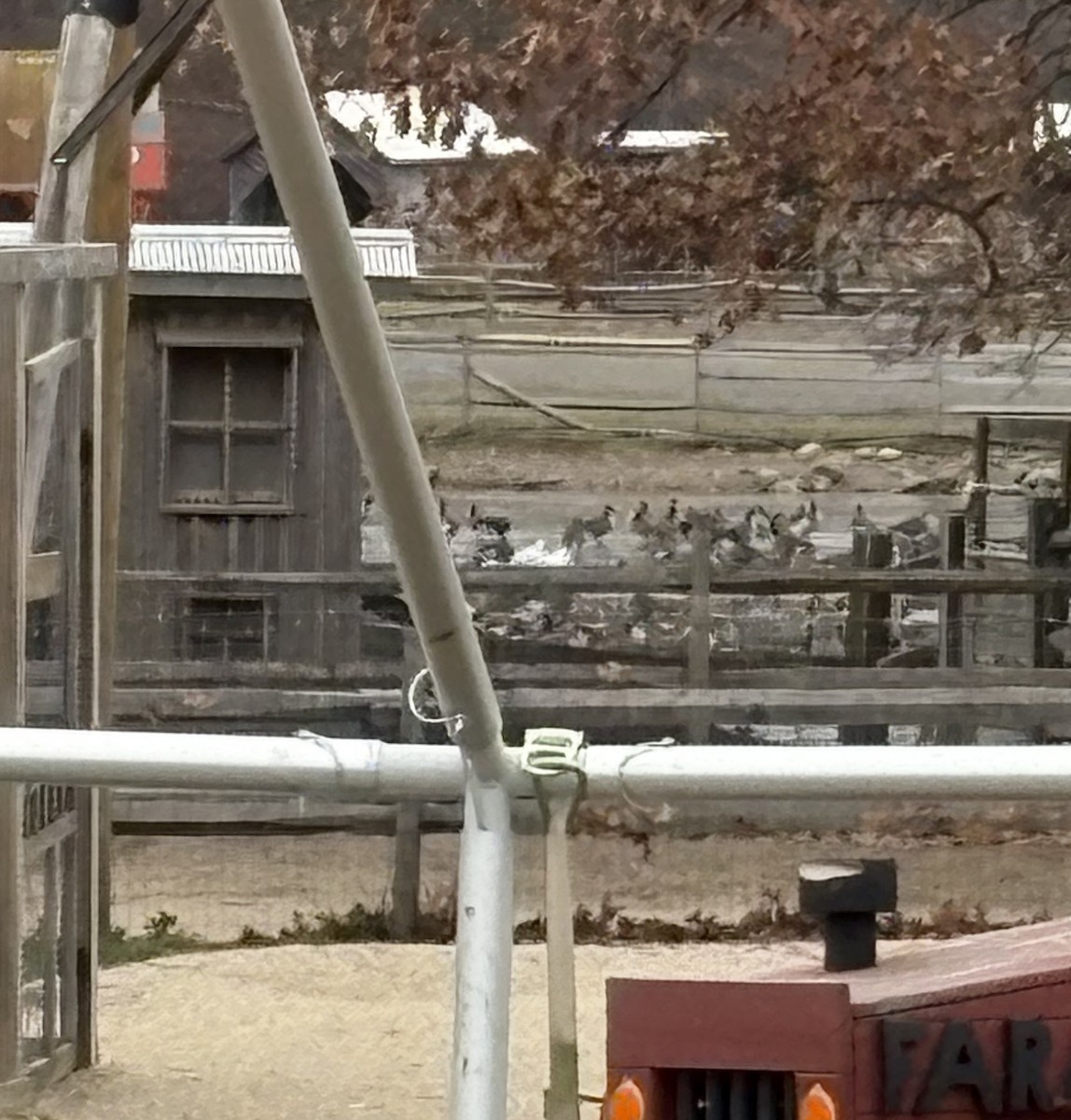 ハクガン - ML646248460