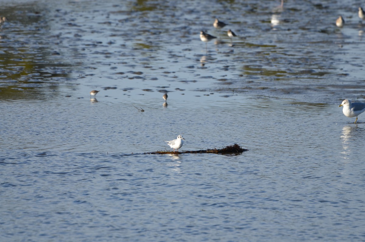 ボナパルトカモメ - ML646248461